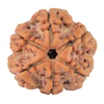 6 Mukhi Rudraksha 21.6mm 4.1gm - Rudraksha