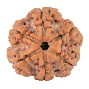 6 Mukhi Rudraksha 21.6mm 4.1gm - Rudraksha