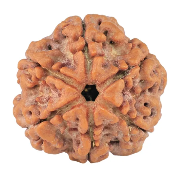 6 Mukhi Rudraksha 21.6mm 4.1gm - Rudraksha