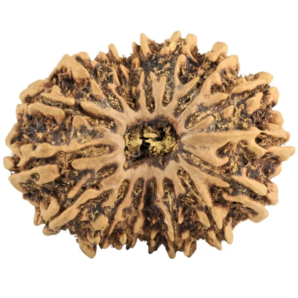 16 Mukhi Rudraksha 32.7mm 5.4gm - Rudraksha