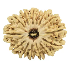 14 Mukhi Rudraksha 27.4mm 3.85gm - Rudraksha