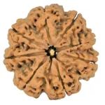 8 Mukhi Rudraksha 27.8mm 5.61gm - Rudraksha