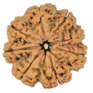 8 Mukhi Rudraksha 27.8mm 5.61gm - Rudraksha