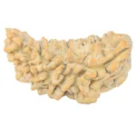 1 Mukhi Rudraksha 37.7mm 4.36gm - Rudraksha