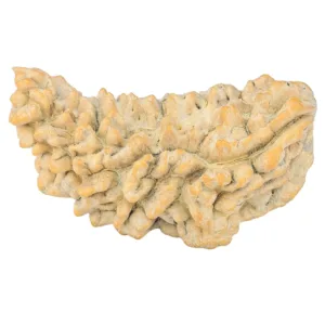 1 Mukhi Rudraksha 37.7mm 4.36gm - Rudraksha