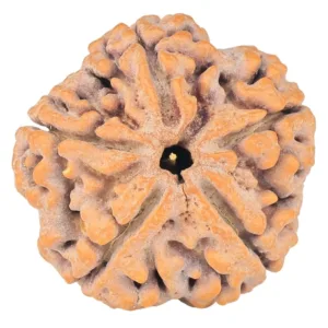 5 Mukhi Rudraksha 29.7mm 7.89gm - Rudraksha