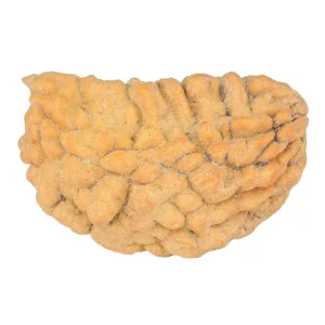 1 Mukhi Rudraksha 32.9mm 4.22gm - Rudraksha