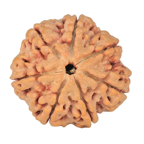 7 Mukhi Rudraksha 27.1mm 6.35gm - Rudraksha