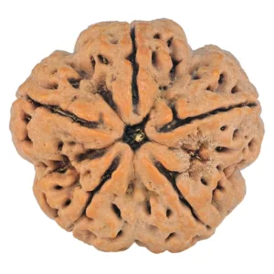 5 Mukhi Rudraksha 29.7mm 8.21gm - Rudraksha
