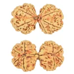 8 MK Gaurishankar 37.9mm 6.08gm - Rudraksha