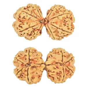 8 MK Gaurishankar 37.9mm 6.08gm - Rudraksha