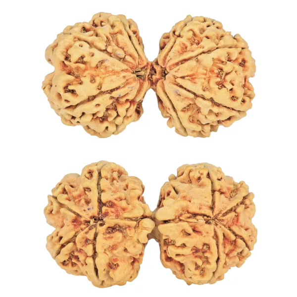 8 MK Gaurishankar 37.9mm 6.08gm - Rudraksha