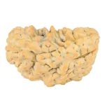 1 Mukhi Rudraksha 34.7mm 6.3gm - Rudraksha
