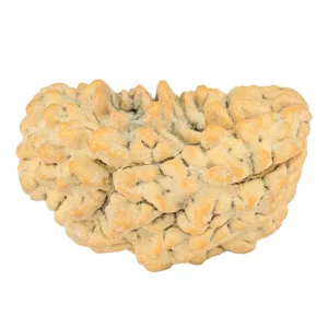 1 Mukhi Rudraksha 34.7mm 6.3gm - Rudraksha