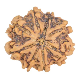 8 Mukhi Rudraksha 26.6mm 4.94gm - Rudraksha