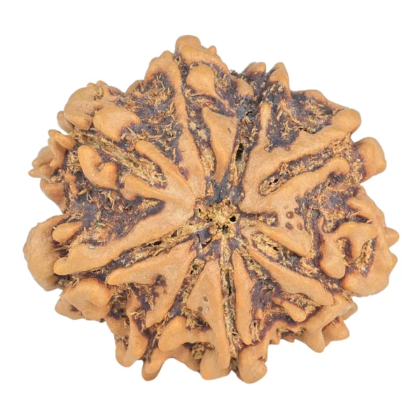 8 Mukhi Rudraksha 26.6mm 4.94gm - Rudraksha