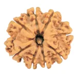 8 Mukhi Rudraksha 29mm 5.1gm - Rudraksha