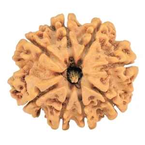 8 Mukhi Rudraksha 29mm 5.1gm - Rudraksha