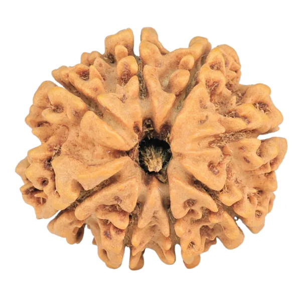 8 Mukhi Rudraksha 29mm 5.1gm - Rudraksha