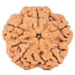 5 Mukhi Rudraksha 29.2mm 8gm - Rudraksha