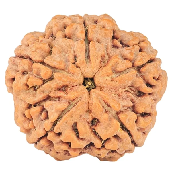 5 Mukhi Rudraksha 29.2mm 8gm - Rudraksha