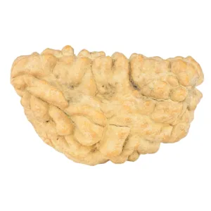 1 Mukhi Rudraksha 35.7mm 5.84gm - Rudraksha