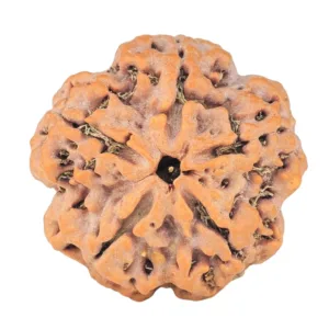 5 Mukhi Rudraksha 29.5mm 8gm - Rudraksha