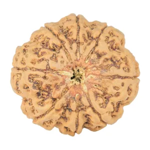 8 Mukhi Rudraksha 31.9mm 9.68gm - Rudraksha