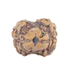 2 Mukhi Rudraksha 22.5mm 1.76gm - Rudraksha