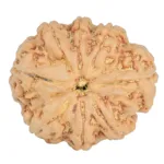 8 Mukhi Rudraksha 26.6mm 6gm - Rudraksha