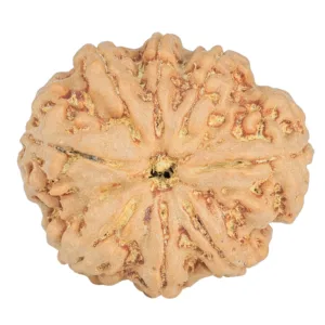 8 Mukhi Rudraksha 26.6mm 6gm - Rudraksha