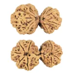 9 MK Gaurishankar 45.6mm 9.62gm - Rudraksha