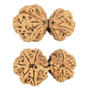9 MK Gaurishankar 45.6mm 9.62gm - Rudraksha