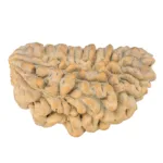 1 Mukhi Rudraksha 35.8mm 6.05gm - Rudraksha