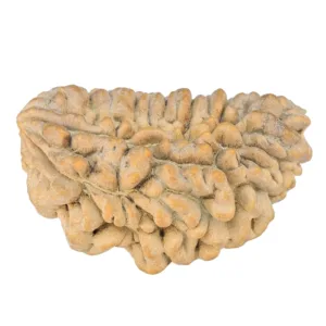 1 Mukhi Rudraksha 35.8mm 6.05gm - Rudraksha