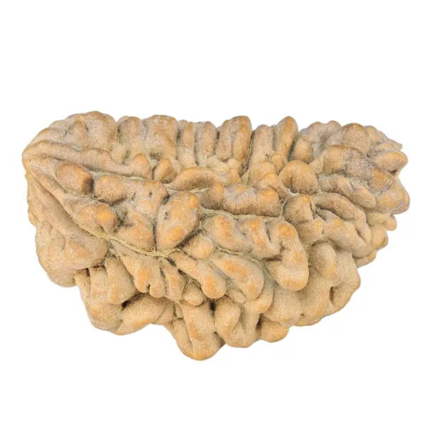 1 Mukhi Rudraksha 35.8mm 6.05gm - Rudraksha