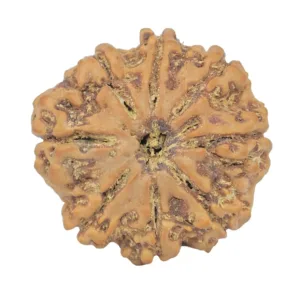 8 Mukhi Rudraksha 25.8mm 5.25gm - Rudraksha