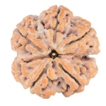 5 Mukhi Rudraksha 31.1mm 9.64gm - Rudraksha