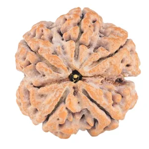 5 Mukhi Rudraksha 31.1mm 9.64gm