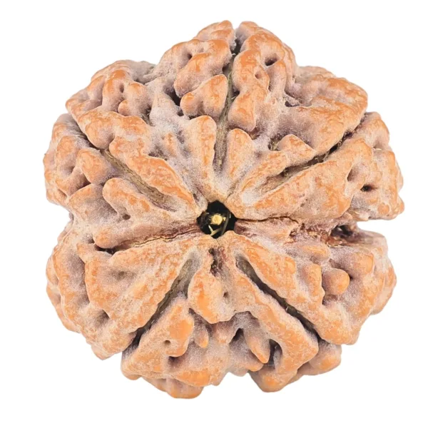 5 Mukhi Rudraksha 31.1mm 9.64gm - Rudraksha