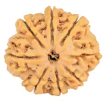 8 Mukhi Rudraksha 28.2mm 6.36gm - Rudraksha