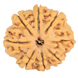 8 Mukhi Rudraksha 28.2mm 6.36gm - Rudraksha