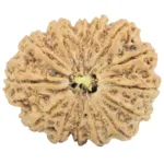 14 Mukhi Rudraksha 28.7mm 4.9gm - Rudraksha