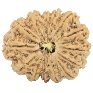 14 Mukhi Rudraksha 28.7mm 4.9gm - Rudraksha