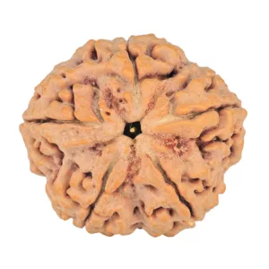 5 Mukhi Rudraksha 30.3mm 8.3gm - Rudraksha
