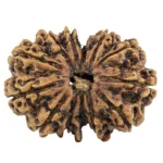 13 MK Gaurishankar 31.2mm 4.71gm - Rudraksha