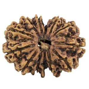 13 MK Gaurishankar 31.2mm 4.71gm - Rudraksha