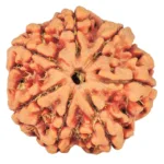 7 Mukhi Rudraksha 26.1mm 5.69gm - Rudraksha