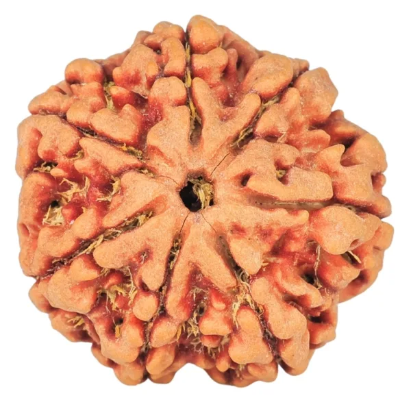 7 Mukhi Rudraksha 26.1mm 5.69gm - Rudraksha
