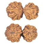 11 MK Gaurishankar 38.7mm 7.22gm - Rudraksha
